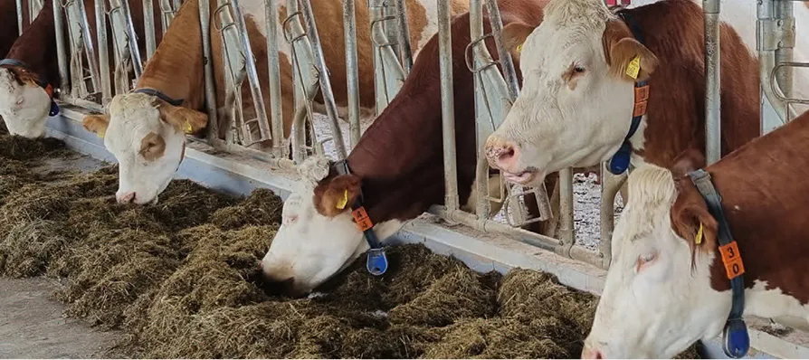 Innenwirtschaft & Tierhaltung