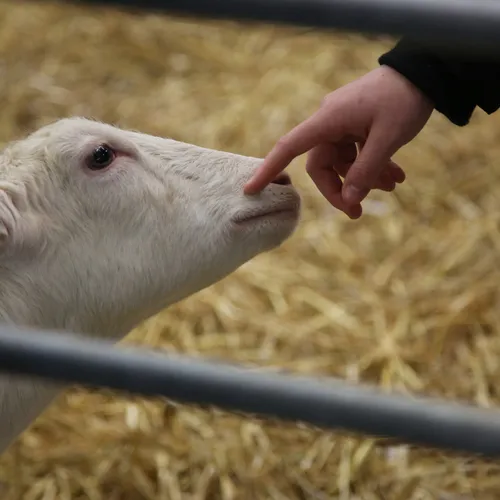 QU_MesseWels_agraria22_Messegeschehen_2 (322).JPG