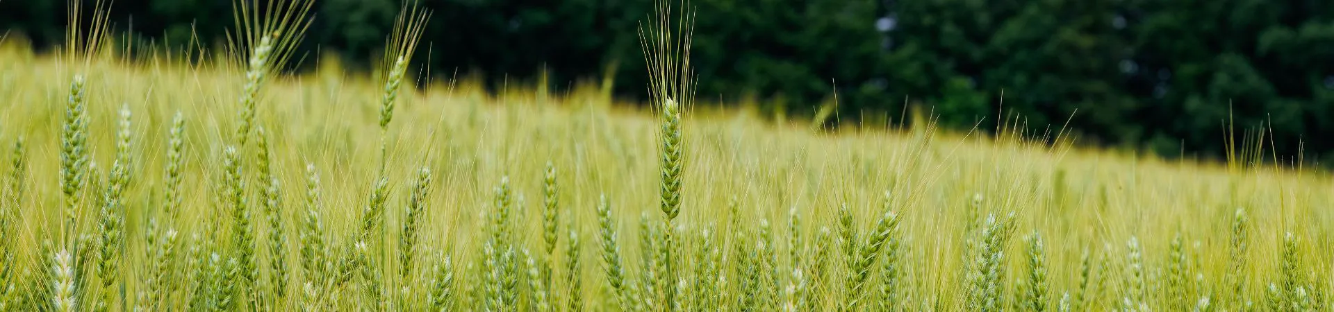 Headerbild Agraria (3).jpg
