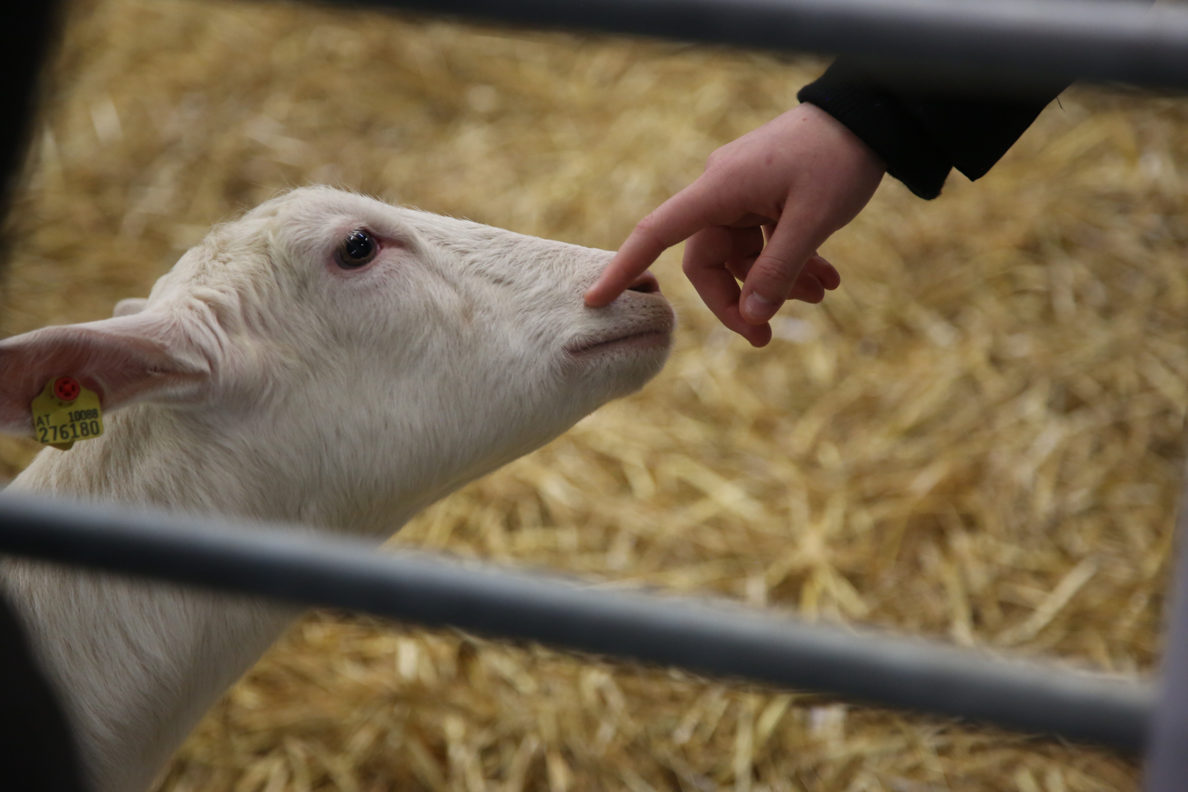 Agraria_Tierschauen_QuelleMesseWels.JPG